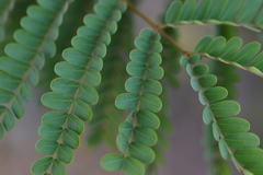 Peltophorum pterocarpum