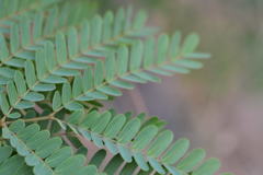 Peltophorum pterocarpum