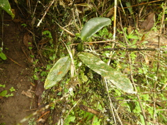 Rodriguezia lehmannii