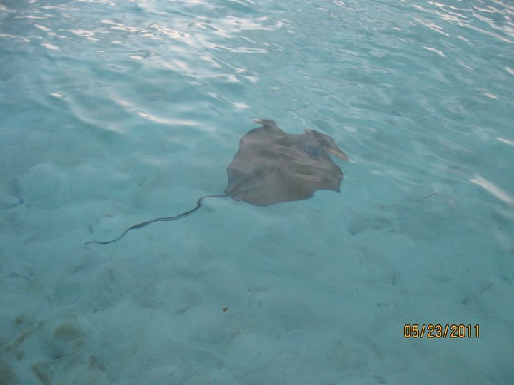 Southern stingray gliding in clear shallows at South Water Caye, Belize