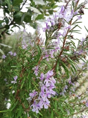 Salvia rosmarinus