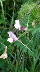 Vicia lutea lutea