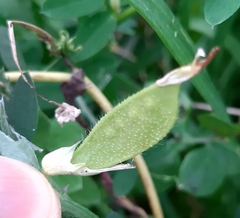 Vicia lutea lutea