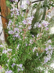 Salvia rosmarinus