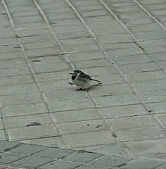 Motacilla alba