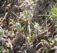 Bombycilaena discolor