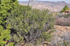 Ceanothus perplexans