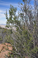 Ceanothus perplexans