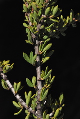 Ceanothus perplexans