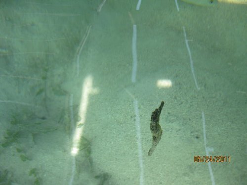 Syngnathiformes