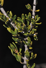 Ceanothus perplexans
