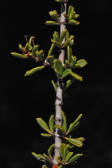 Ceanothus perplexans