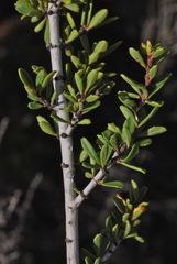 Ceanothus perplexans