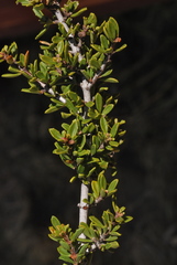 Ceanothus perplexans