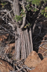 Ceanothus perplexans