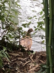 Anas platyrhynchos domesticus