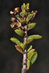 Ceanothus perplexans