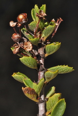 Ceanothus perplexans