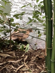 Anas platyrhynchos domesticus