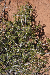 Ceanothus perplexans