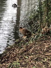 Anas platyrhynchos domesticus