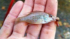 Lepomis humilis