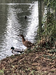 Anas platyrhynchos domesticus