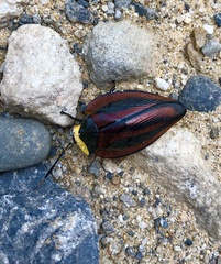 Rochaina metae