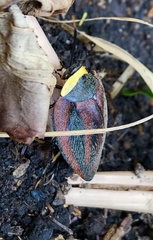 Rochaina metae