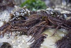 Cumagloia andersonii