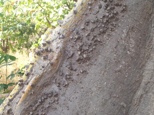 Kapok Tree