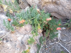 Caiophora chuquitensis