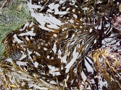 Laminaria sinclairii