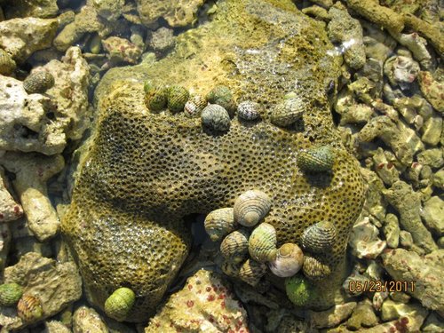 Neritidae