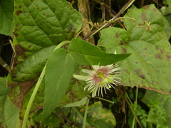 Passiflora cisnana