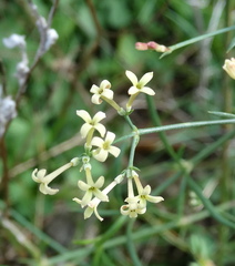 Asperula aristata