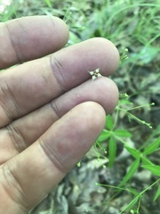 Galium arkansanum