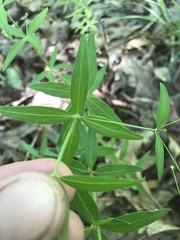 Galium arkansanum