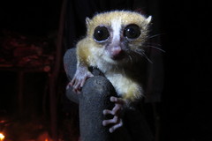 Microcebus rufus
