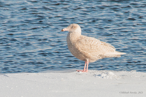 Gavión hiperbóreo (Larus hyperboreus)