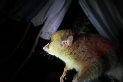 Microcebus rufus