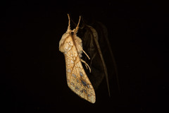 Lophocampa bicolor