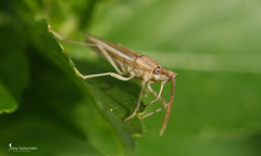 Mecidea lindbergi