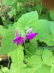 Mirabilis violacea