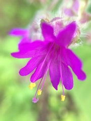 Mirabilis violacea