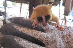 Microcebus rufus