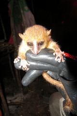 Microcebus rufus