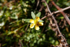 Ranunculus hirtus