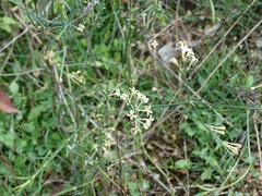 Asperula aristata