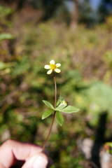 Ranunculus hirtus